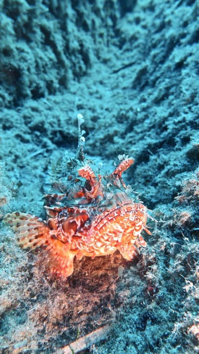 Foto Diving Chia: Lo scorfano rosso. Velenoso, immobile, magnificamente arrabbiato.