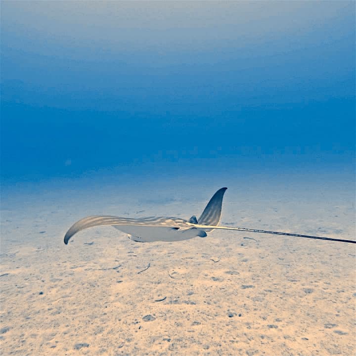 Foto Diving Chia: Trigone in volo radente. Sfila sul fondo sabbioso e sparisce nell'azzurro.