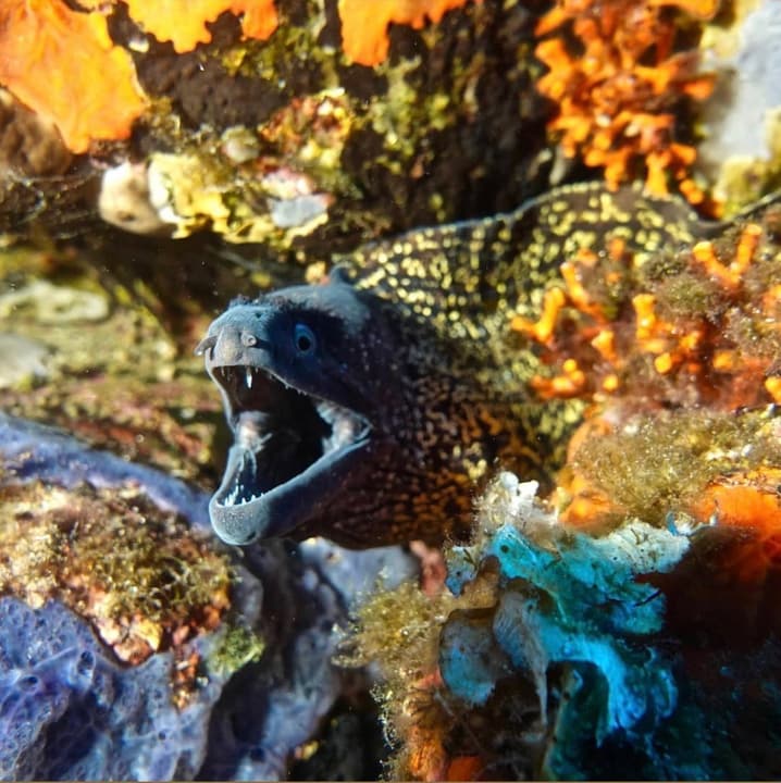 Foto Diving Chia: Murena a bocca aperta. Non è aggressività, è respirazione. Ma fa comunque impressione.