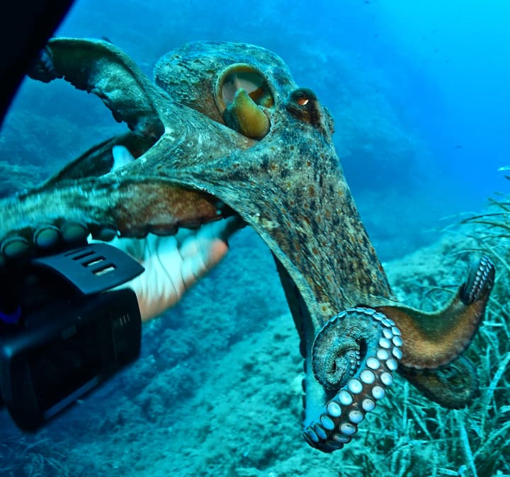 Foto Diving Chia: Il polpo ti studia. Otto braccia, tre cuori, occhi che sembrano leggere nei pensieri.