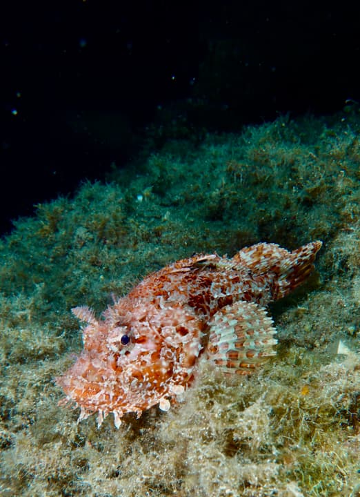Foto Diving Chia: Lo scorfano si finge alga. Trovarlo è la prima emozione della giornata.