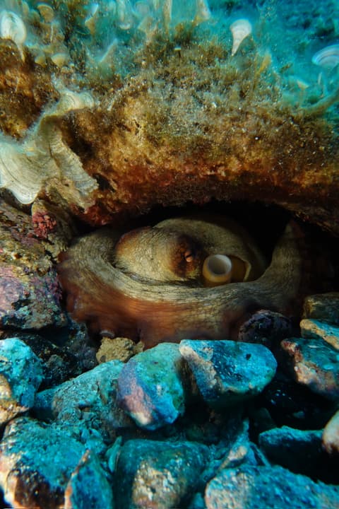Foto Diving Chia: Una tana, due occhi. Il polpo si nasconde tra i sassi e ti spia in silenzio.