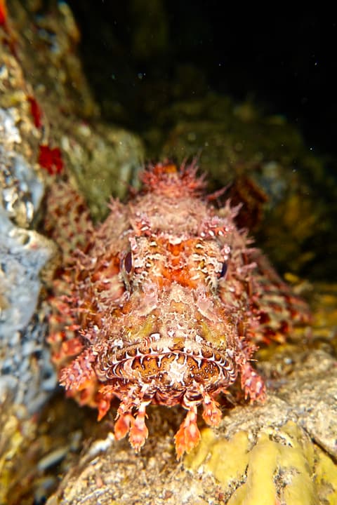 Foto Diving Chia: Spine, occhi, attesa. Lo scorfano è il vero re mascherato della scogliera.
