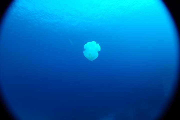 Foto Diving Chia: Vista subacquea fish-eye. Una medusa minuscola persa nel grande blu.