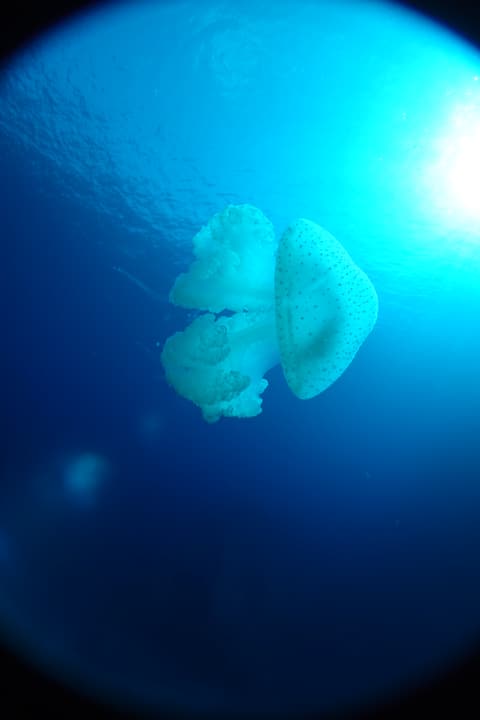 Foto Diving Chia: Controsole su medusa. L'azzurro che diventa cattedrale liquida.