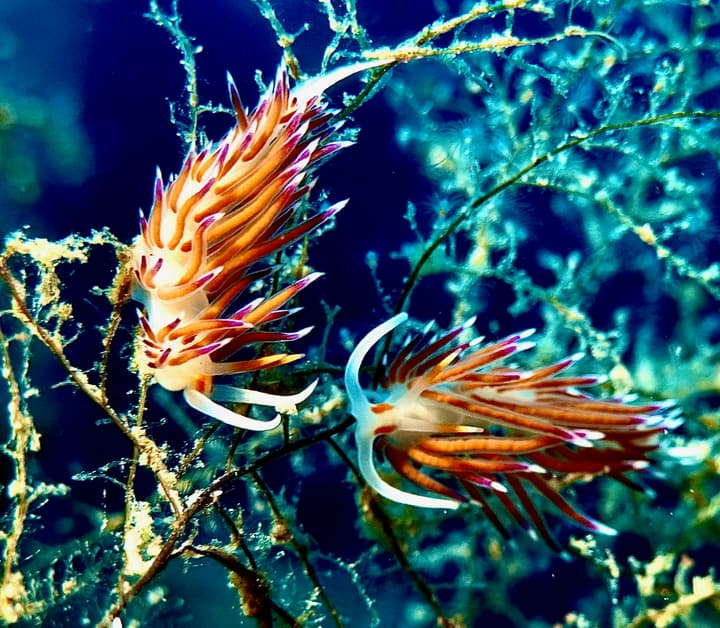 Foto Diving Chia: Due flabelline in conversazione. Bastano pochi millimetri per fare un capolavoro.