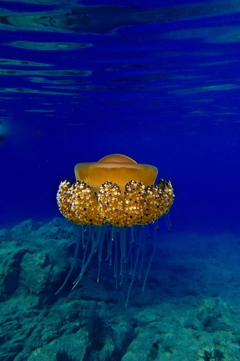 Foto Diving Chia: Una corona dorata sospesa. La Phyllorhiza punctata fluttua tra superficie e fondo.