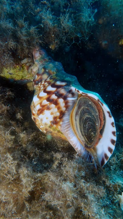 Foto Diving Chia: Il tritone gigante. Una conchiglia che sembra appena uscita da un mito.