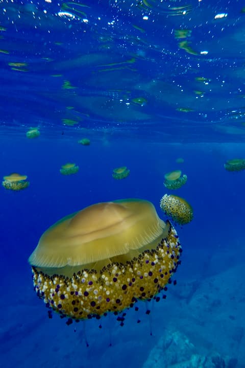 Foto Diving Chia: Banco di meduse cassiopee. Una migrazione gentile a un metro dalla superficie.