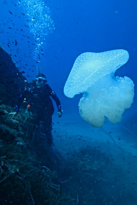 Foto Diving Chia: Diver e medusa, stessa direzione. Co-protagonisti di un'immersione fortunata.