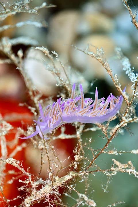 Foto Diving Chia: Filigrana viola. Macro di un nudibranco aggrappato a una gorgonia bonsai.