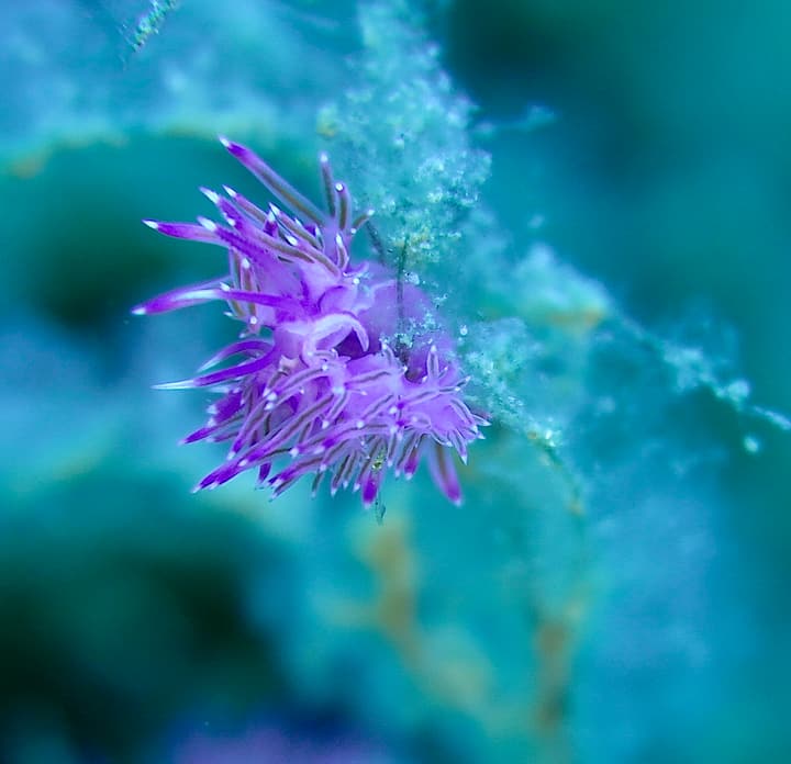 Foto Diving Chia: Sferica e elettrica. La flabellina si gonfia come una stella di mare al neon.