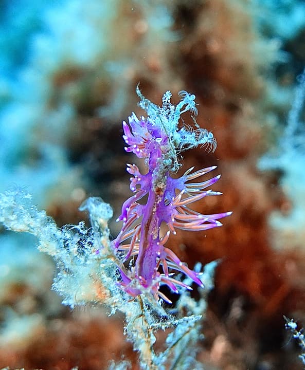Foto Diving Chia: Spine, viola e oro. Una creatura aliena che cammina su tappeti di alghe.