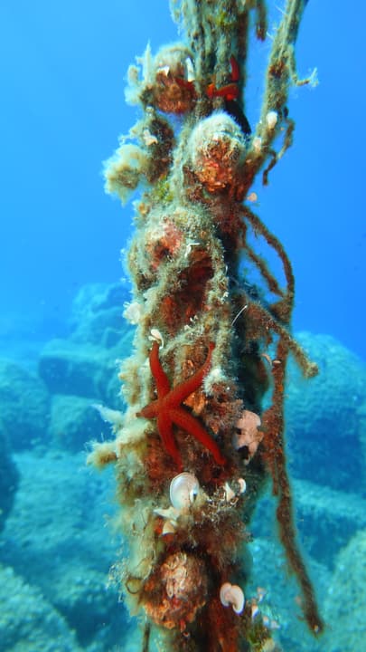 Foto Diving Chia: Una stella su una cima. La vita si attacca a tutto, anche alle corde dell'ormeggio.