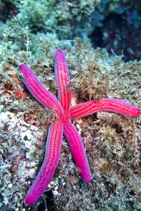 Foto Diving Chia: Stella rossa, fondo verde. La firma del Mediterraneo in due colori.