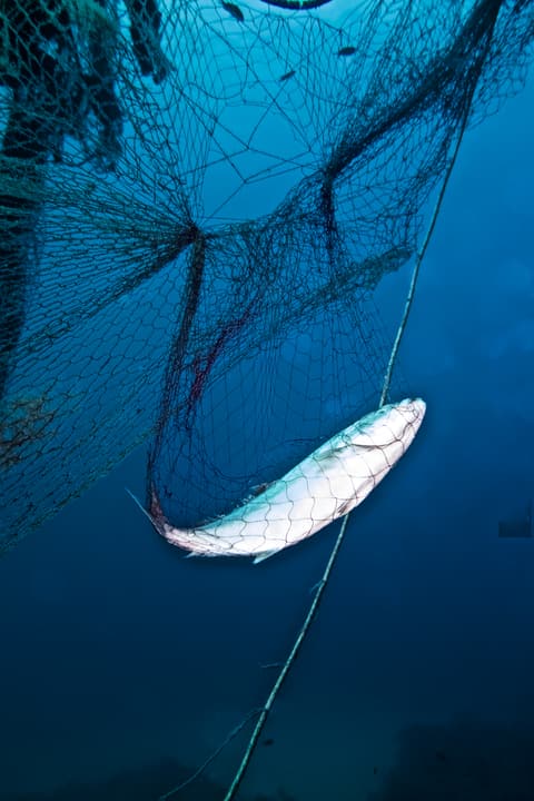 Foto Diving Chia: Una rete fantasma. Recuperarle è parte del nostro lavoro silenzioso per il mare.