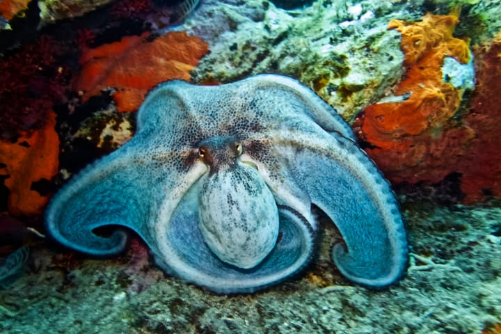 Foto Diving Chia: Il manto del polpo. Si apre come un mantello regale tra le spugne arancioni.
