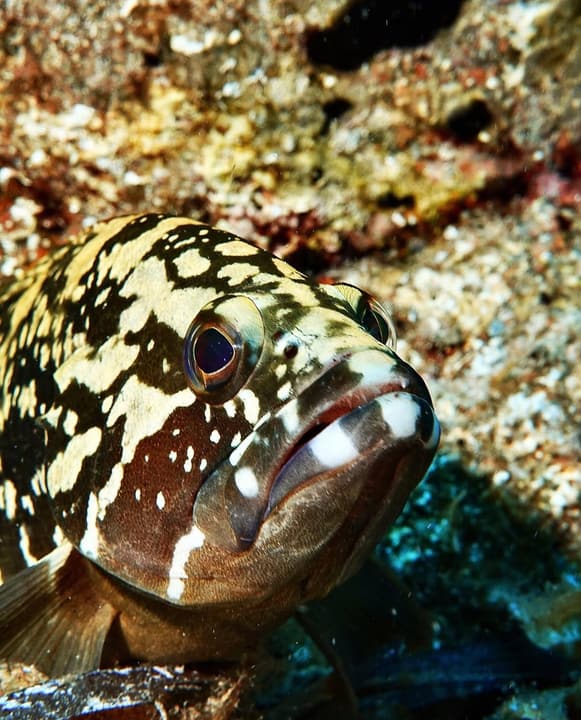 Foto Diving Chia: La cernia. Lenta, curiosa, antica come queste rocce.